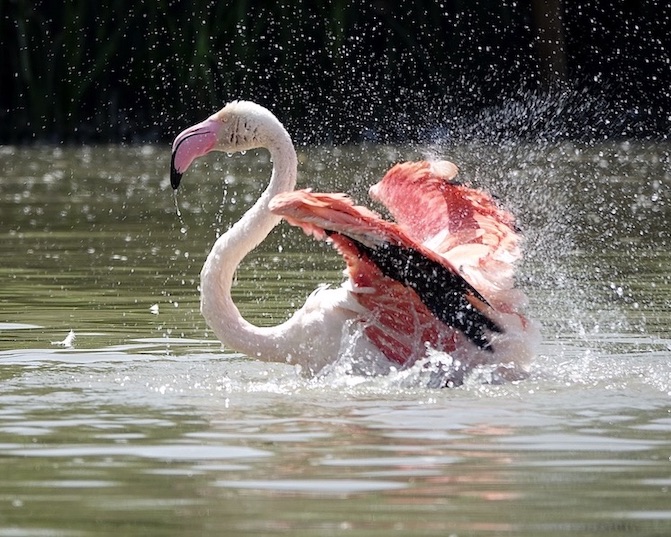 greater flamingo